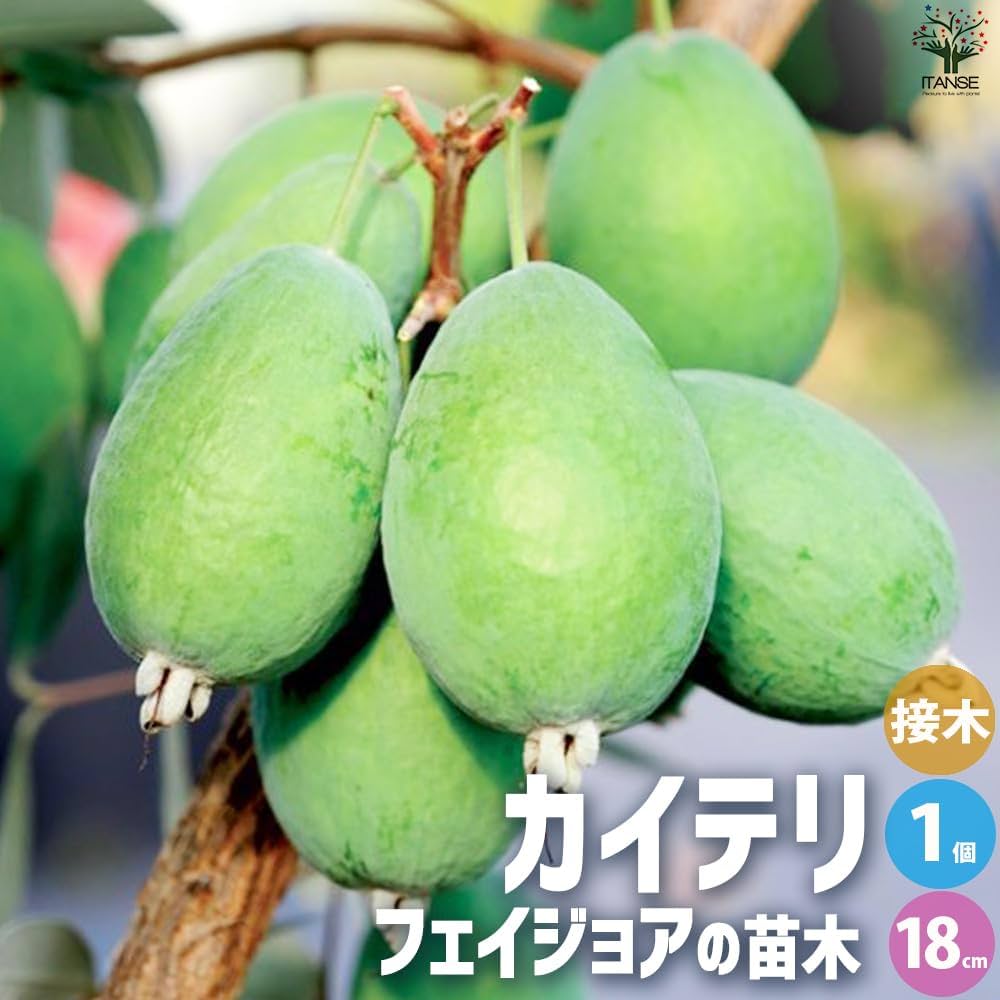 Amazon.co.jp: ITANSE フェイジョア・カイテリ 18cmポット